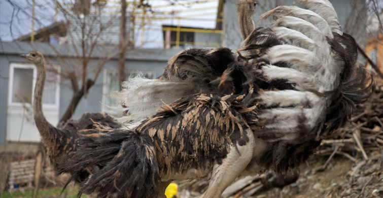 Osmaniye'de Deve Kuşu Yetiştiriciliği: Ahmet Kılıç'ın Hedefleri