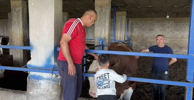 Osmaniye'de 'Gardaşım' Boğa Alıcı Buldu