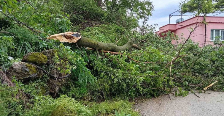 Osmaniye'de Hortum Fırtınası Ağaçları Kökünden Sökerek Zarara Sebep Oldu