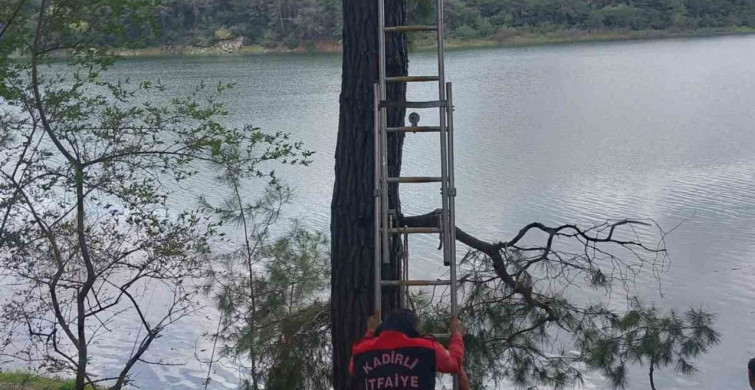 Osmaniye'de İtfaiye Ekipleri Ağaca Takılan Kargayı Kurtardı