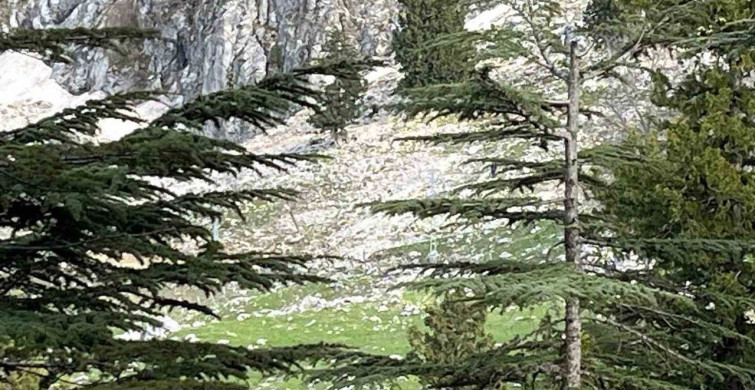 Osmaniye'de Kayalıklardan Düşen Vatandaş Hayatını Kaybetti