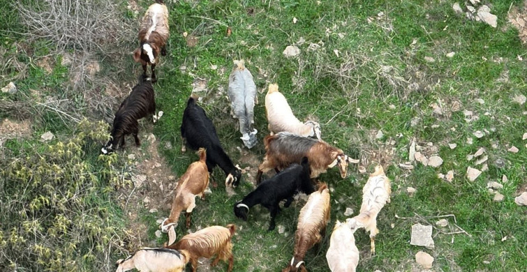 Osmaniye'de Keçilerin Dronla Bulunması