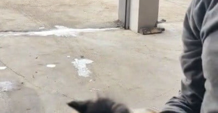Osmaniye'de otomobilin motoruna sıkışan yavru kedi kurtarıldı