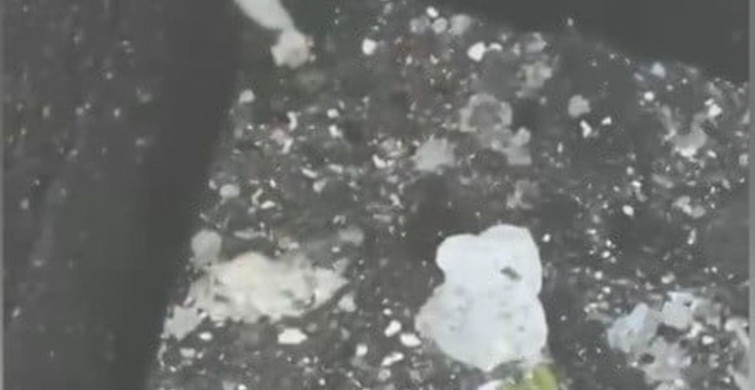 Osmaniye’de su kuyusuna düşen yavru kedi kurtarıldı