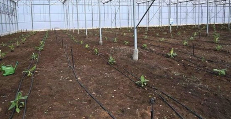 Osmaniye’de Teknolojiyi Kullanıp Serada Muz Üretecekler!