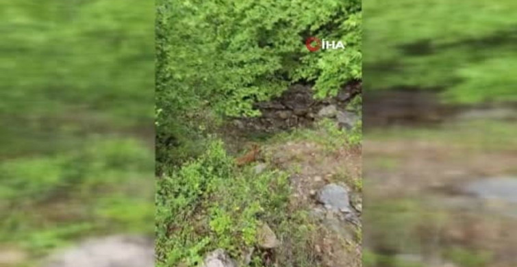 Osmaniye'de Uçurumda Mahsur Kalan Düve 5 Saatte Kurtarıldı