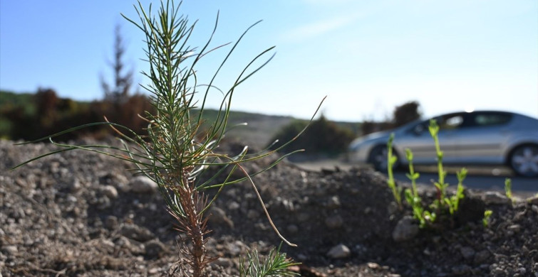 Osmaniye'de Yangın Sonrası Yeniden Ağaçlandırma Çalışmaları Başladı