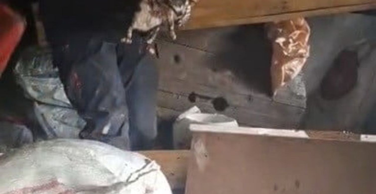 Osmaniye'de Yangında Kedi ve Yavruları Kurtarıldı