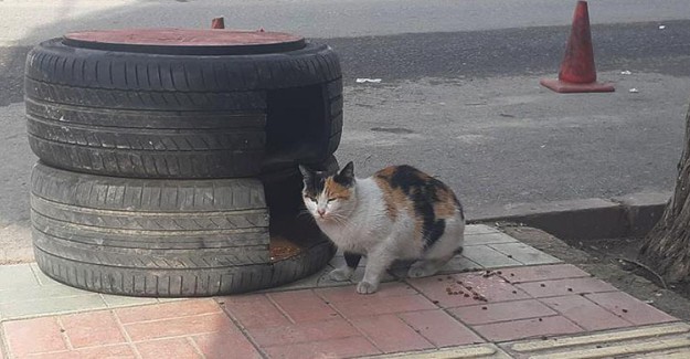 Otomobil Lastiklerinden Kedilere Ev Yaptı