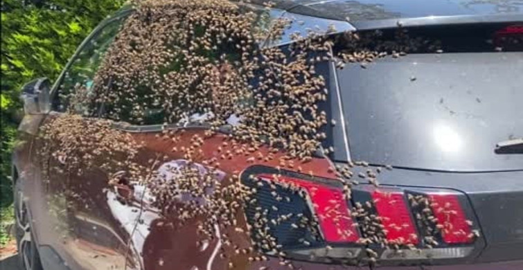 Otomobili Saran Arılar Şehir Merkezinde İlginç Anlar Yaşattı
