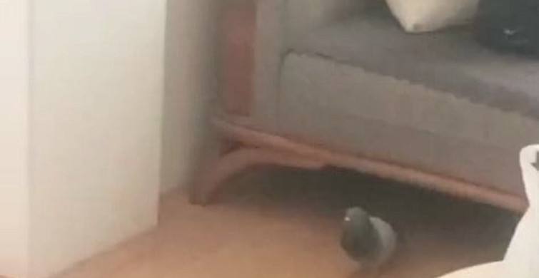 Oturma Odasında Güvercinler ile Yaşamak