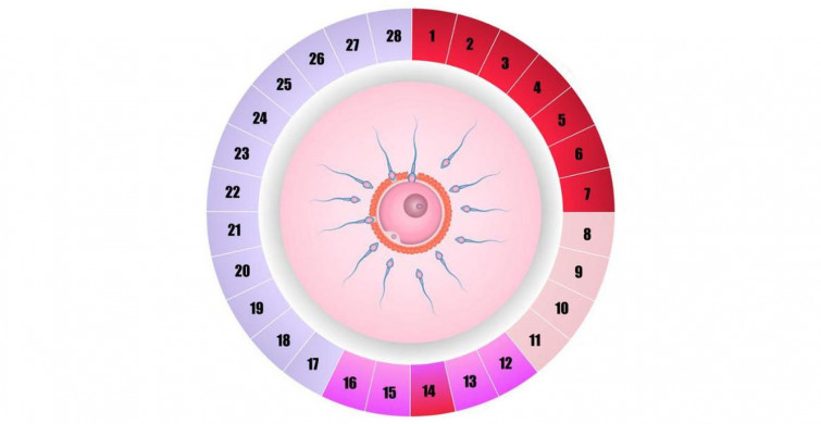 Ovülasyon (Kadınlarda Yumurtlama Dönemi) Nedir?