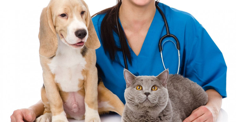 Özellikle kedi ve köpeklere dikkat! Hayvanlarda Kanser vakaları arttı!