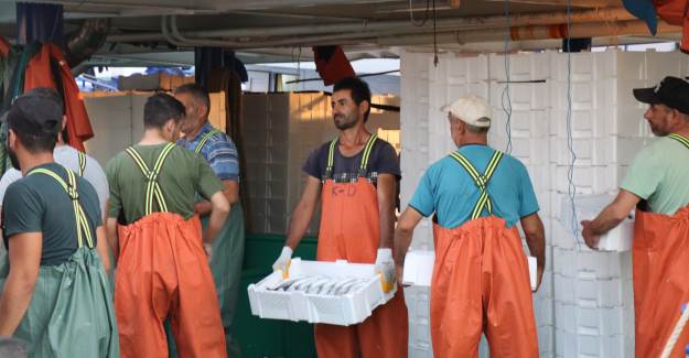 Palamut Bollaştı Fiyatın 10 Liranın Altına İnmesi Bekleniyor