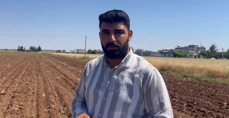 Pamuk Tarlalarını Tehdit Eden Zararlılar