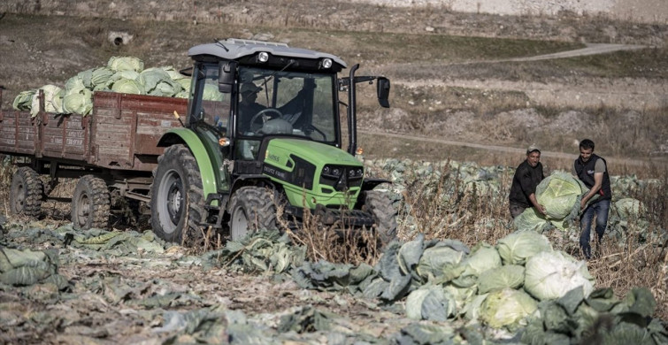 Pasinler Ovası'nda Ata Tohumlarla Büyük Lahana Hasadı