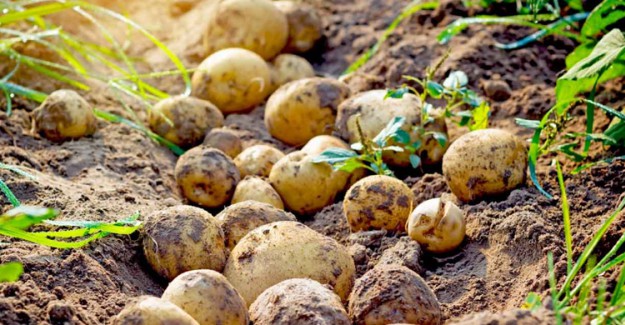 Patates Nasıl Yetişir?