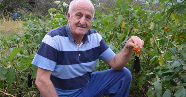 Patlıcan Tohumu Ekti, Domates Yetişti