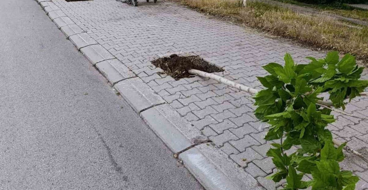 Patnos’ta yeni dikilen 15 ağaca zarar verildi
