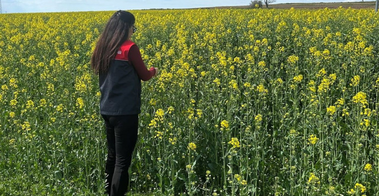 Pehlivanköy'de Kanola Bitkisi İncelemesi
