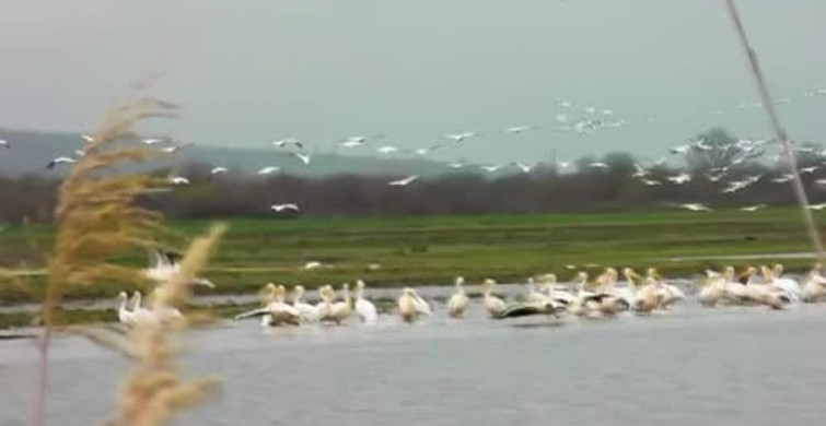 Pelikanların Bursa'daki Mola Anı