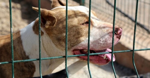 Pitbull Besleyen Kişiye 19 Bin Lira Ceza