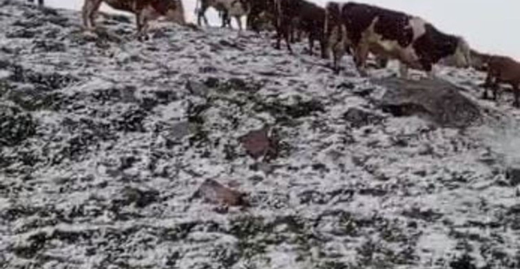 Posof’un Yaylalarında Haziran Karı Şaşkınlık Yarattı