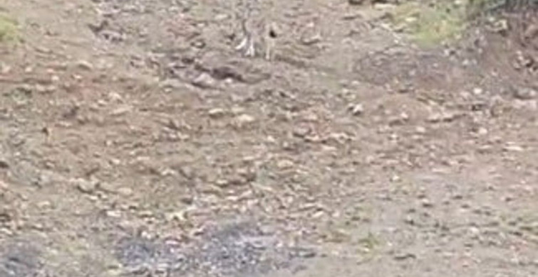 Pülümür'de Nesli Koruma Altındaki Vaşak Görüntülendi
