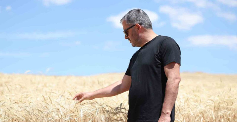 Pursaklar'da hasat dönemi başladı