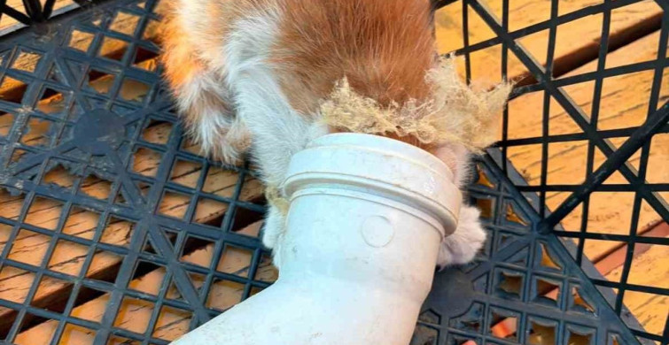PVC borusuna sıkışan yavru kedi kurtarıldı