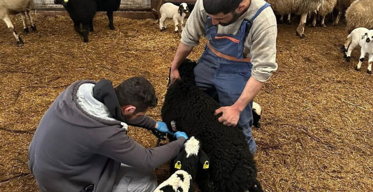 Refahiye'de Hayvancılık İçin Aşılamalar Devam Ediyor