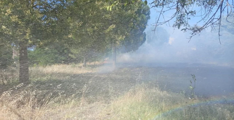 Reyhanlı’da zeytinlik yangını kontrol altına alındı