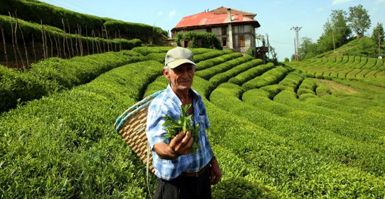 Rize Valisi Kemal Çeber: Çay Tarımı İçin Gelenler 10 Gün Karantinada Kalacak