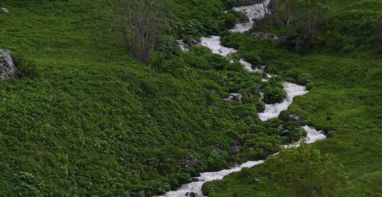Rize yaylaları yaz mevsimiyle yeşerecek