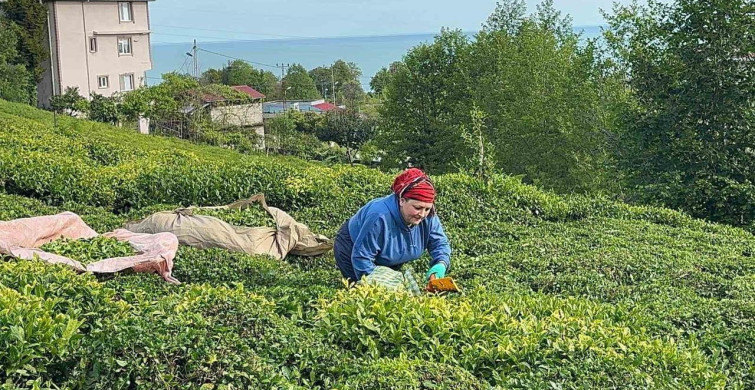 Rize'de Çay Hasat Dönemi Başladı