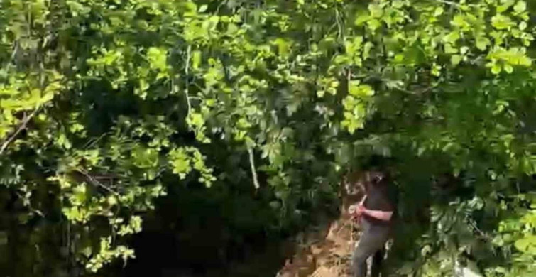 Rize'de Dere Yatağındaki İnek Vinçle Kurtarıldı