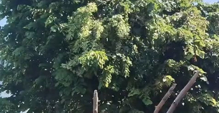Rize'de ıhlamur toplarken elektrik akımına kapılan vatandaş hayatını kaybetti