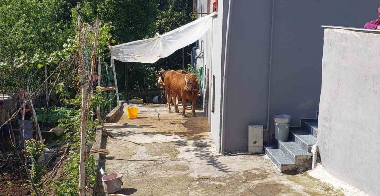 Rize'de Kaçan Kurbanlık Boğa Yakalandı