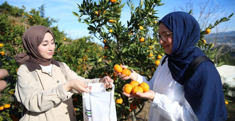 Rize'de Mandalina Hasadı Etkinliği