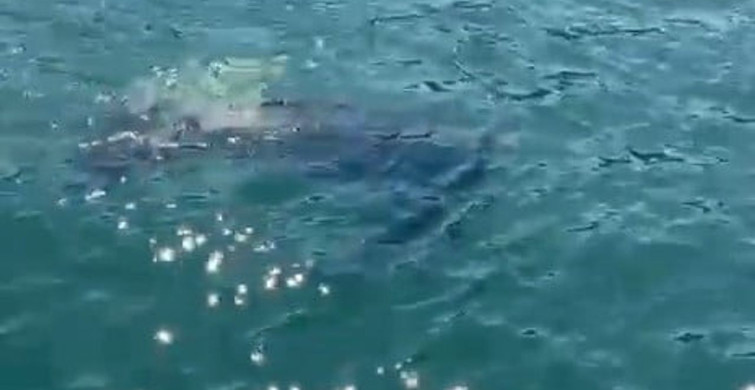 Rize'de Nadir Görülen Deri Sırtlı Deniz Kaplumbağası Görüntülendi