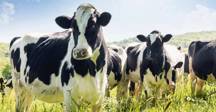 Rüyada İnek Görmek Ne Anlama Gelir?