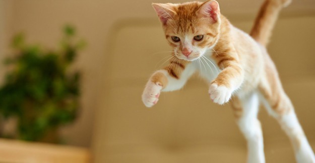 Rüyada Kedi Görmek