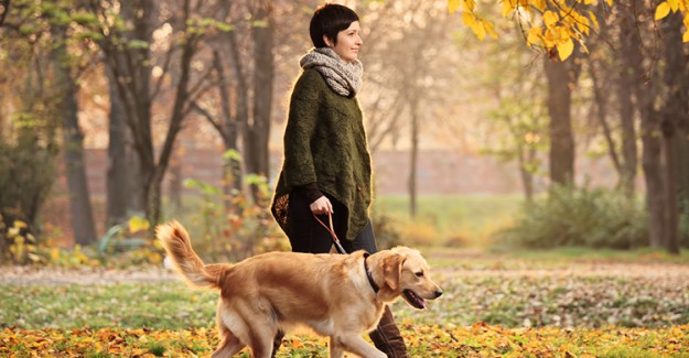 Rüyada Köpek Görmek 