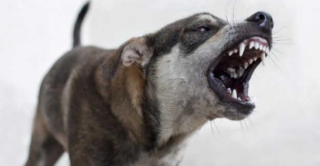 Rüyada Köpek Isırması