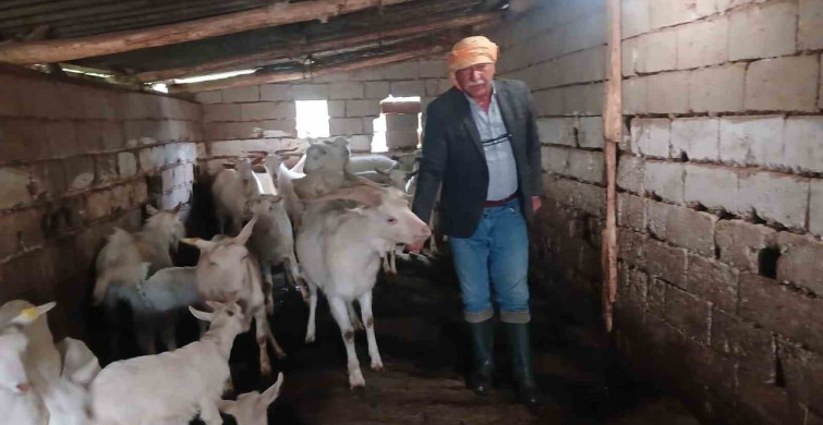 Saanen Keçisinin Dördüz Doğumu Yetiştiricisini Sevindirdi