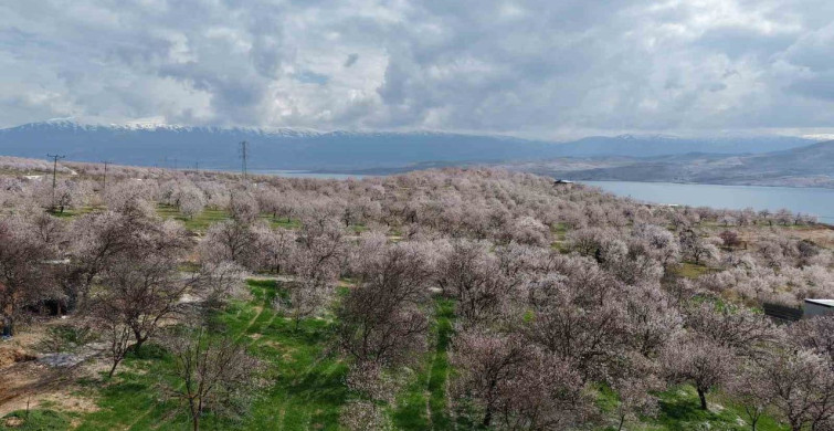 Sadık Misafir Leylekler 10 Yıldır Aynı Yuvaya Dönüyor