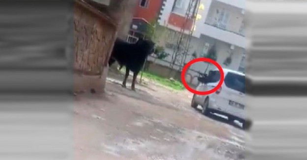 Sahibinin Elinden Kaçan Boğa Başından Vurularak Öldürüldü