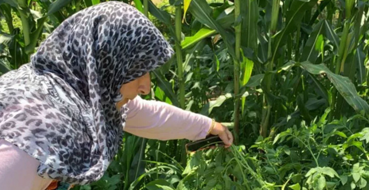 Sakarya'da akılalmaz olay! Tarlaya patates ekti, kontrol için gittiğinde gördüğü manzarayla neye uğradığını şaşırdı!