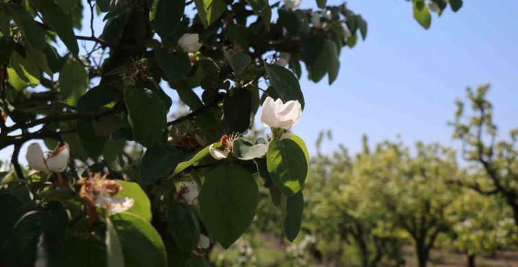 Sakarya'da Altın Sarısı Ayva Çiçek Açtı