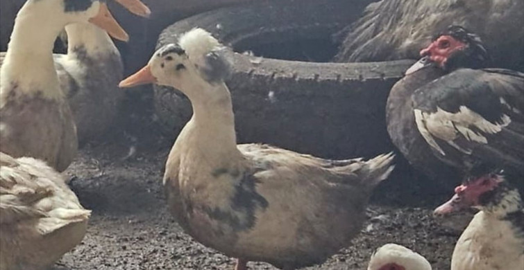 Sakarya'da Kaçak Hayvan Operasyonu: 50'den Fazla Hayvan Ele Geçirildi